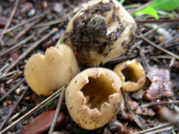 586 Febbraio vecchio ritrovamento